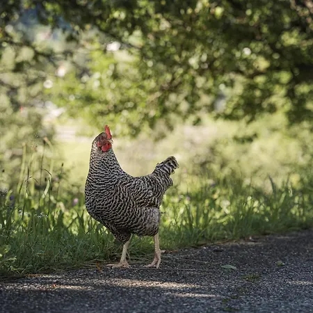 Biohotel Rastbichlhof Hotel 4*