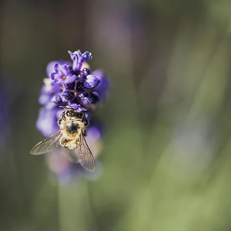 Biohotel Rastbichlhof Hotell