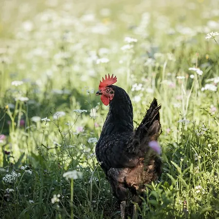 Biohotel Rastbichlhof Szálloda 4*