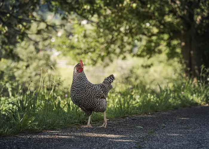 Biohotel Rastbichlhof Hotel 4*