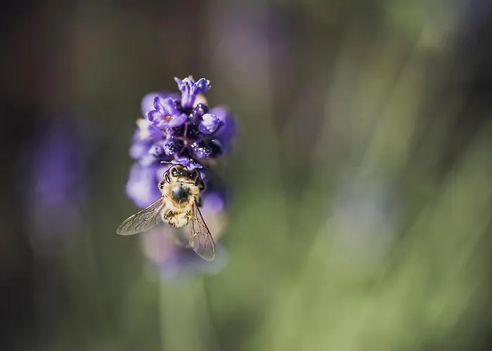 Biohotel Rastbichlhof 酒店