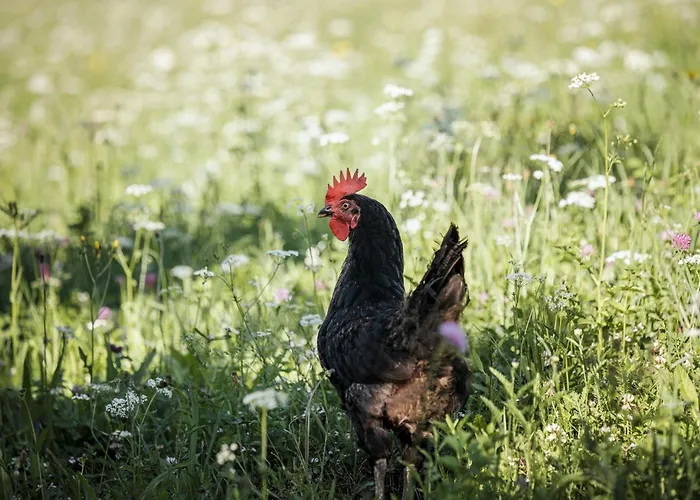 Biohotel Rastbichlhof 酒店 4*